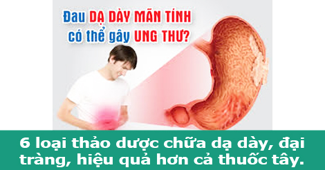 6 loại thảo dược quý chữa dạ dày, đại tràng, tốt hơn cả thuốc tây