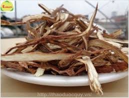 Đan sâm tốt cho phụ nữ và những người bệnh tim