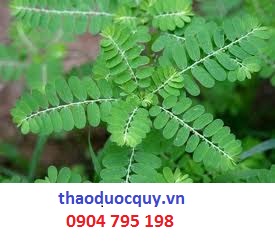 Thuốc nam trị chứng xơ gan cổ trướng