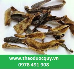 Cách dùng địa long/ giun đất phục hồi sau tai biến