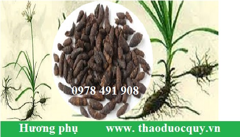 Hương phụ/ cỏ gấu/ cỏ cú thuốc quý của chị em