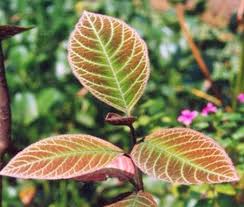 Kết hợp đông, tây y trong điều trị viêm loét dạ dày - tá tràng