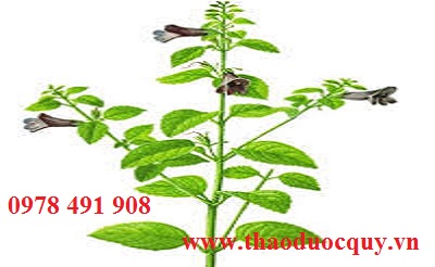 Bài thuốc chữa vàng da