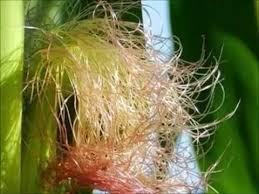 Bài thuốc chữa phù do tỳ hư