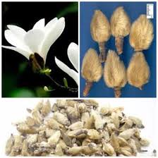 Bài thuốc trị viêm xoang, viêm mũi dị ứng