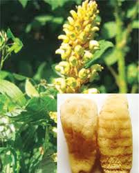 Bài thuốc chữa đau đầu