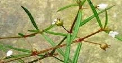 Cách dùng vị thuốc Bán chi liên và bạch hoa xà thiệt thảo