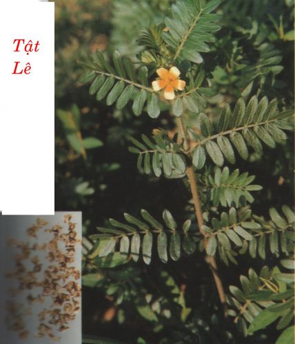 Bạch tật lê bổ thận, trị đau lưng