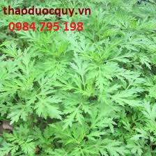 Cácd dùng ngải cứu an thai, chữa bệnh, bồi bổ cho phụ nữ