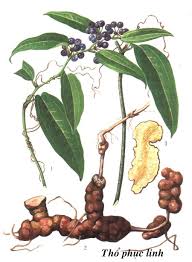 Trà dược trừ thấp, giảm đau khớp