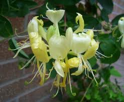 Bài thuốc chữa chứng mày đay ( mề đay)