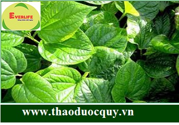 Cách chữa bệnh đổ mồ hôi chân tay bằng lá lốt