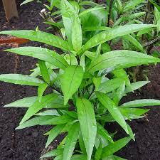 Mần tưới - hoạt huyết