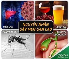 Nguyên nhân gây ra men gan cao
