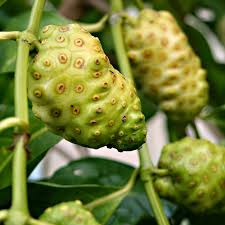 Công dụng của Trái nhàu