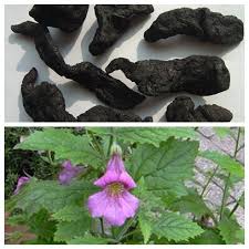 CÁC MÓN ĂN BÀI THUỐC TỪ THỤC ĐỊA