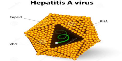 Nguyên nhân và biểu hiện của viêm gan siêu vi A