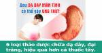 6 loại thảo dược quý chữa dạ dày, đại tràng, tốt hơn cả thuốc tây