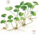 Rau má - tốt cho bệnh nhân xơ cứng bì