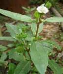 Thuốc nam trị sốt xuất huyết