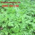 Cácd dùng ngải cứu an thai, chữa bệnh, bồi bổ cho phụ nữ