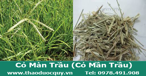 cỏ m&agrave;n trầu - cỏ mần trầu kh&ocirc;