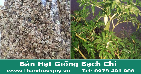 Hạt giống c&acirc;y bạch chỉ