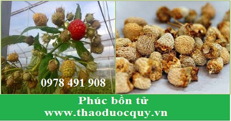 Ph&uacute;c bồn tử