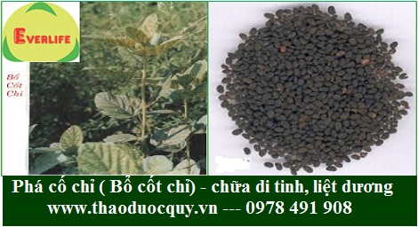 Ph&aacute; cố chỉ