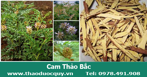 Cam thảo bắc