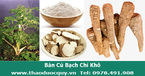 H&igrave;nh ảnh c&acirc;y bạch chỉ v&agrave; củ bạch chỉ