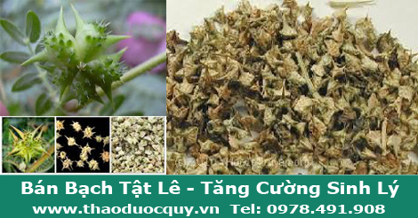 Bạch Tật Lê còn gọi là Gai Ma Vương