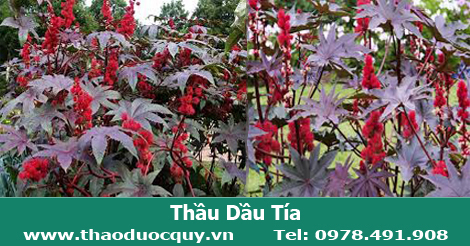 Thầu dầu t&iacute;a