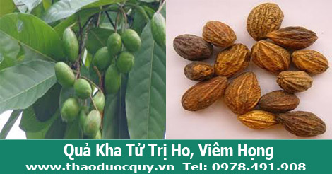 Quả kha tử trị ho, viêm họng hạt hiệu quả.