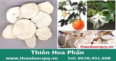 Thiên hoa phấn