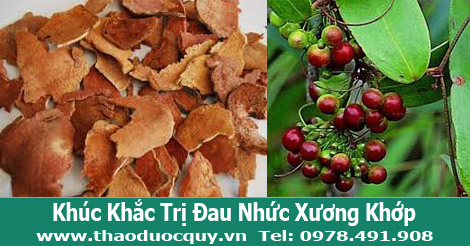 thổ phục linh trị đau nhức xương khớp