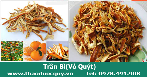 Trần b&igrave;- vỏ qu&yacute;t